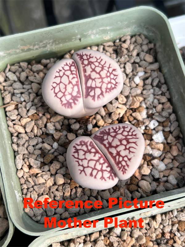 Lithops 